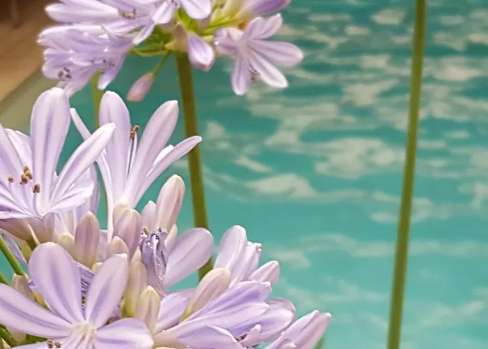 Landhaus Falkner Oda ve Kahvaltı Hofkirchen im Mühlkreis