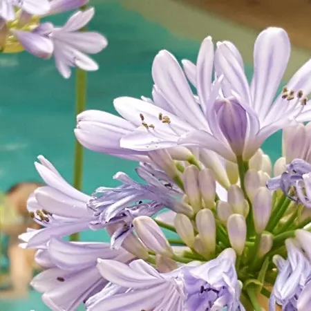 Bed & Breakfast Landhaus Falkner