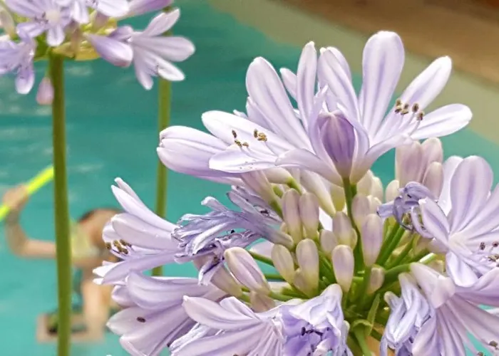 Couette-café Landhaus Falkner